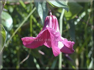 Clematis photograph