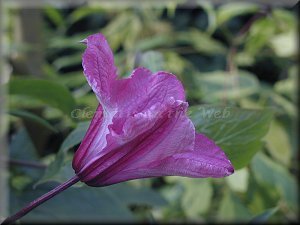 Clematis photograph