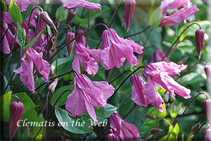 Clematis photograph