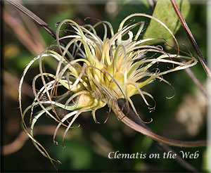 Clematis photograph