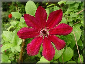 Clematis photograph