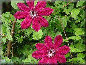 Clematis photograph