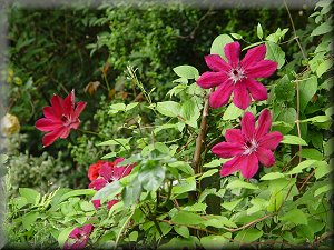 Clematis photograph