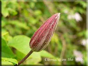 Clematis photograph