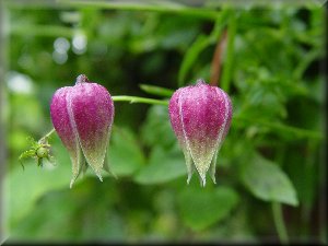 Clematis photograph