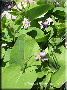 Clematis photograph