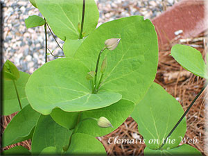 Clematis photograph