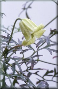 Clematis photograph