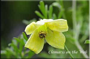 Clematis photograph