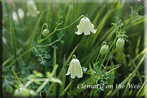 Clematis photograph