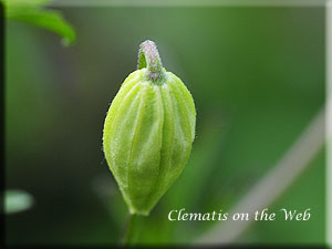 Clematis photograph