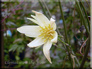 Clematis photograph