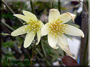 Clematis photograph