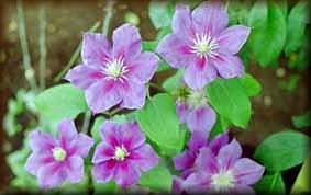 Clematis photograph