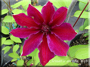 Clematis photograph