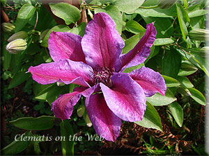 Clematis photograph