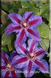 Clematis photograph