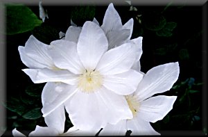 Clematis photograph