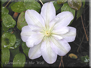 Clematis photograph