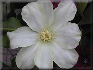 Clematis photograph