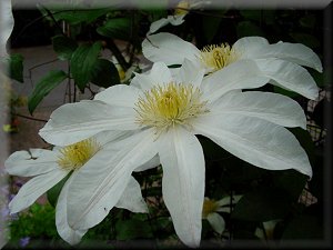 Clematis photograph