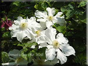 Clematis photograph