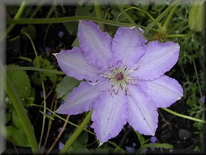 Clematis photograph