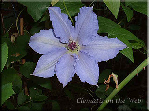 Clematis photograph