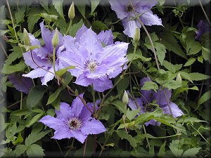 Clematis photograph