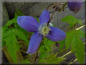 Clematis photograph