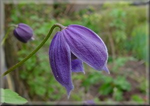 Clematis photograph