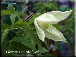 Clematis photograph