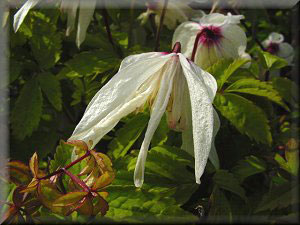 Clematis photograph