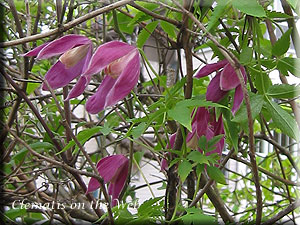 Clematis photograph