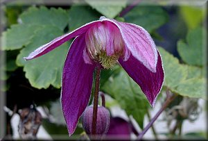 Clematis photograph