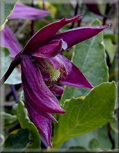 Clematis photograph