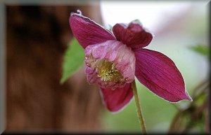 Clematis photograph