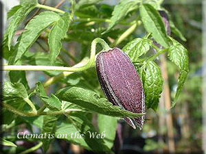 Clematis photograph