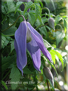 Clematis photograph