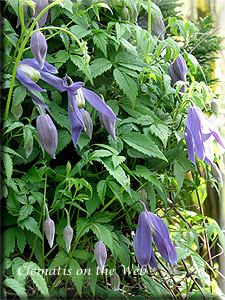 Clematis photograph