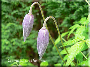 Clematis photograph