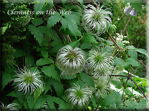 Clematis photograph