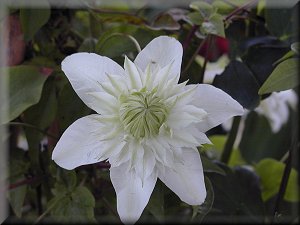 Clematis photograph