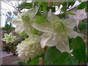 Clematis photograph