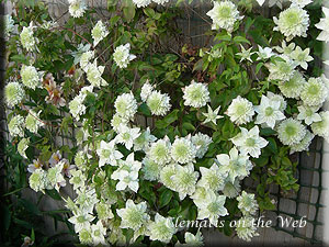 Clematis photograph