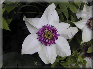 Clematis photograph