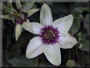 Clematis photograph