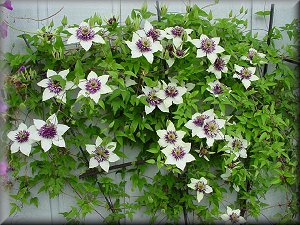 Clematis photograph