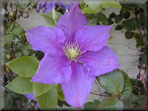 Clematis photograph