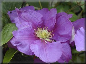 Clematis photograph